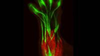 The image is an embryonic mouse limb highlighting tendons and muscles using the colors green and red on a black background.