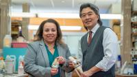Drs. Nadine O. Chahine and Clark T. Hung hold knee models in lab